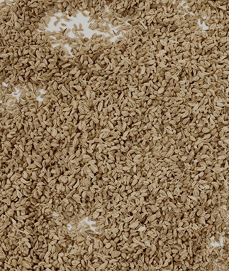 Ajwain