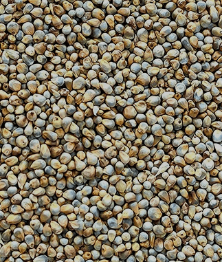 Bajra