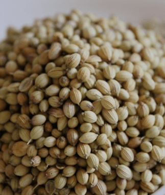 Coriander