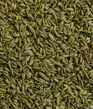 Fennel