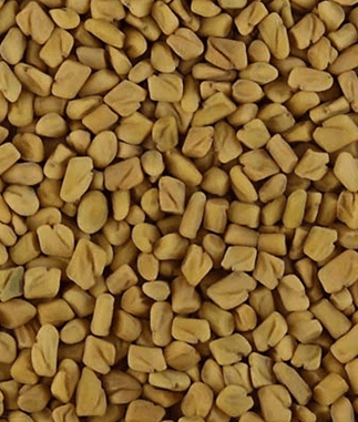 Fenugreek