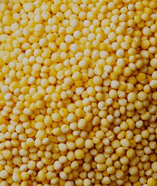 Foxtail Millet