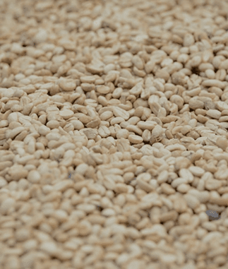 Sesame Seeds